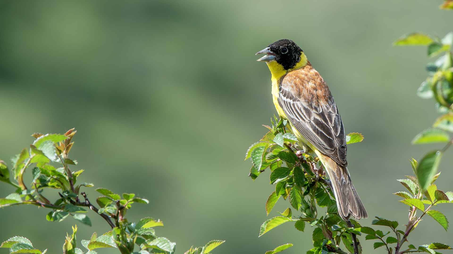 Black-headed Bunting